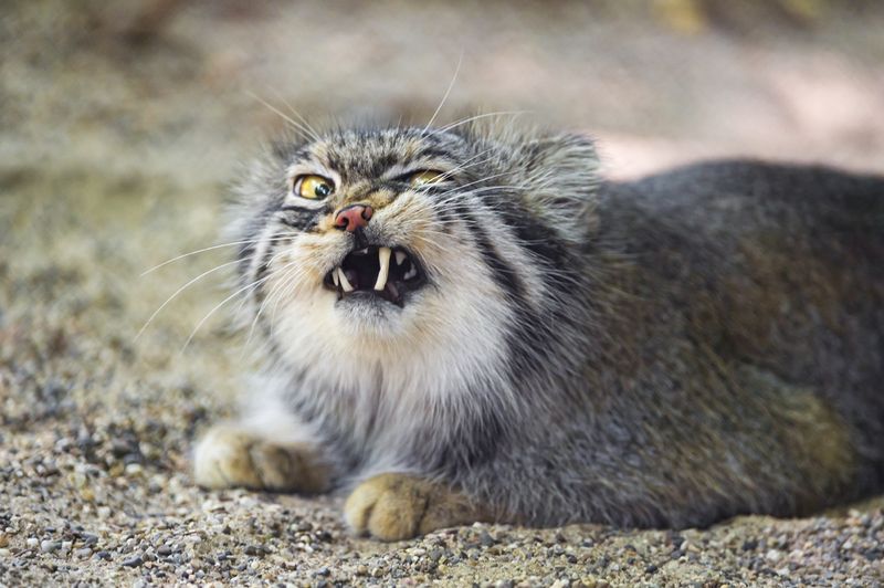 Pallas’s Cat (Otocolobus manul) – Central Asia