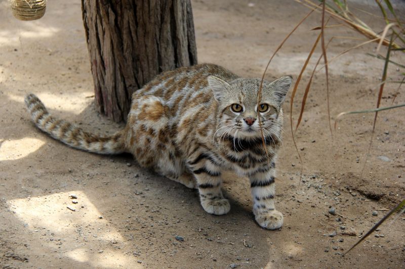 Pampas Cat (Leopardus colocola)