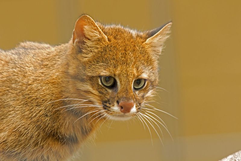 Pampas Cat