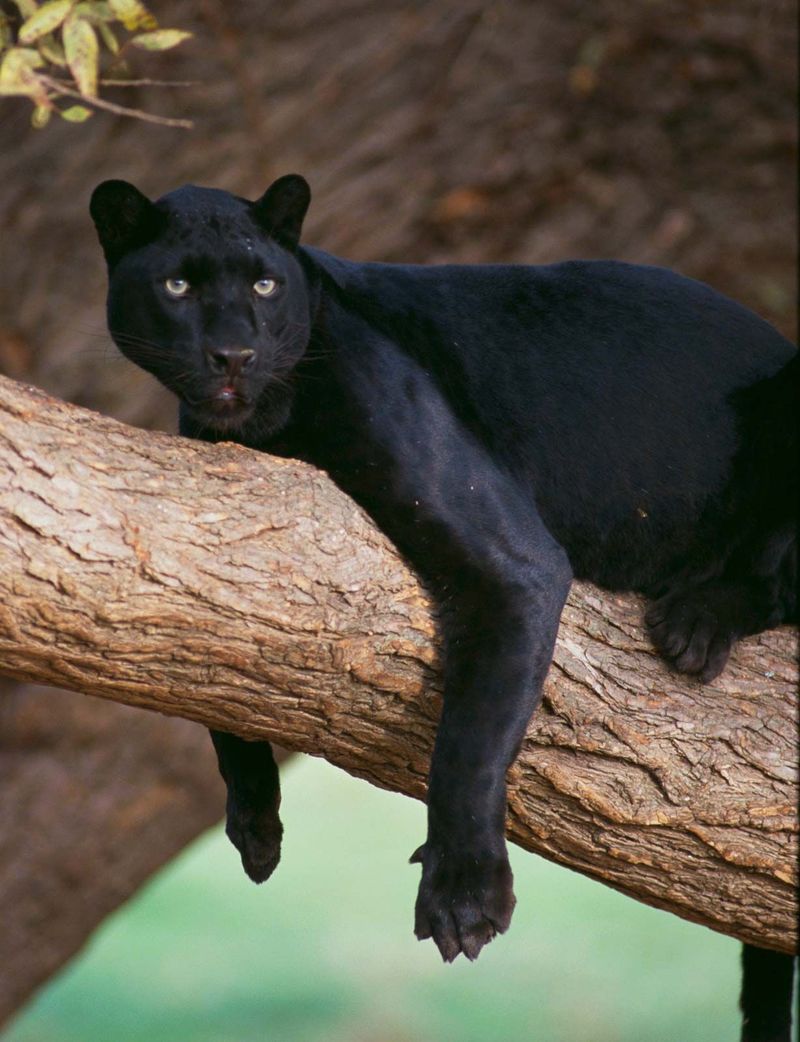 Panther