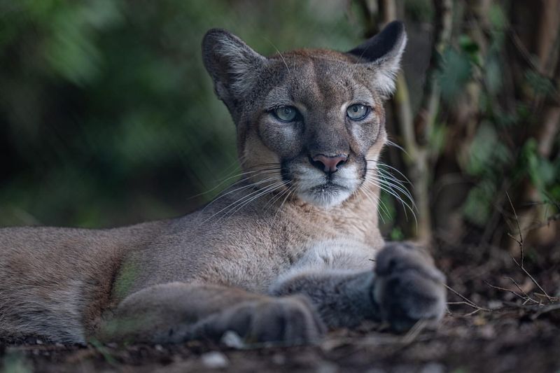 Panther (Florida Panther)