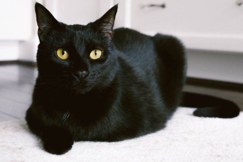 Panther-like Appearance