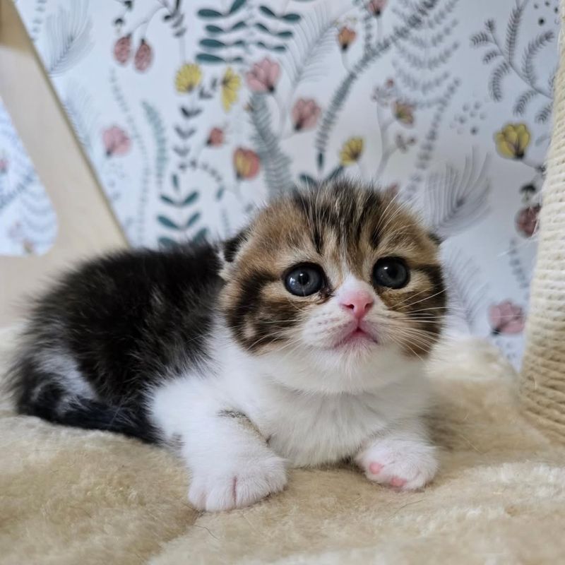 Parti-Colored Scottish Fold