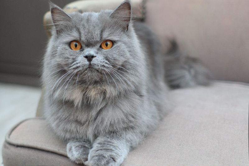 Persian Cat