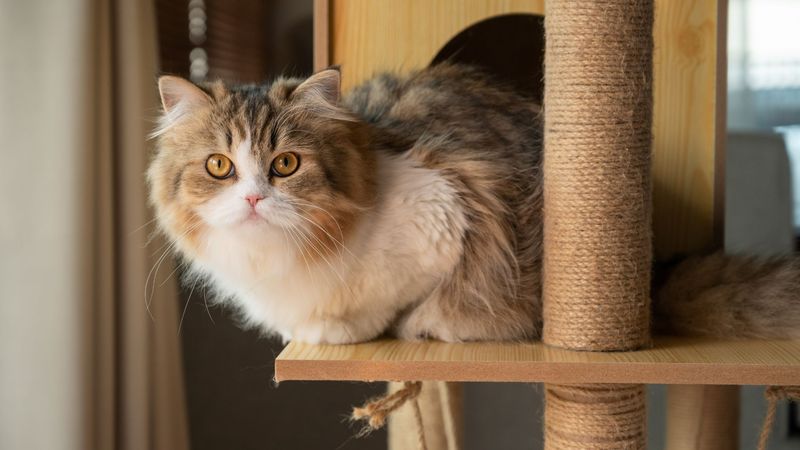 Persian Cat