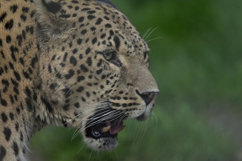 Persian Leopard (Panthera pardus saxicolor)