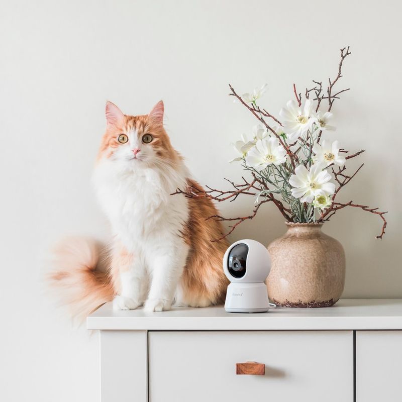 Pet Surveillance Camera