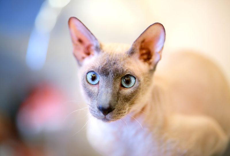 Peterbald