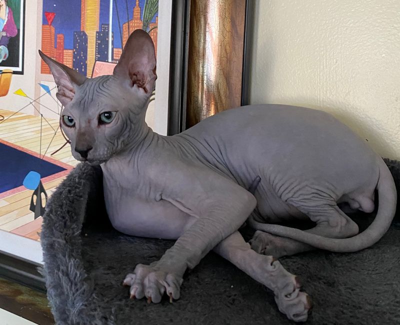 Peterbald