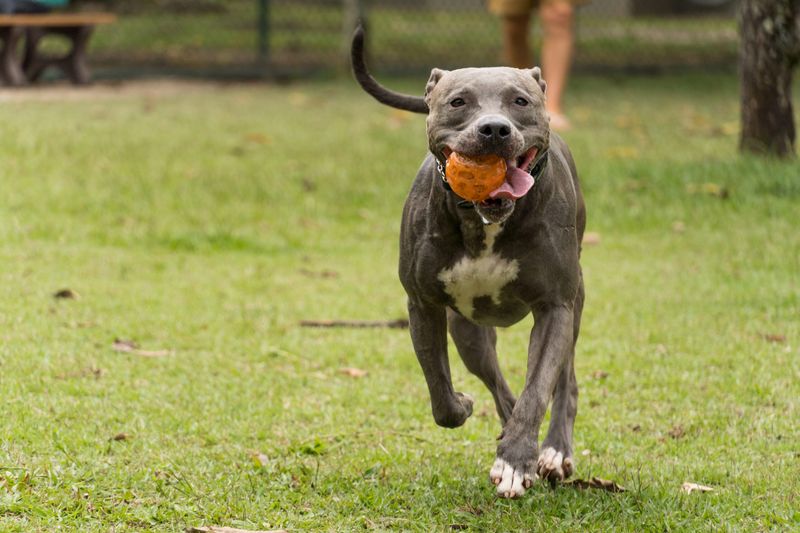 Pit Bull Terrier