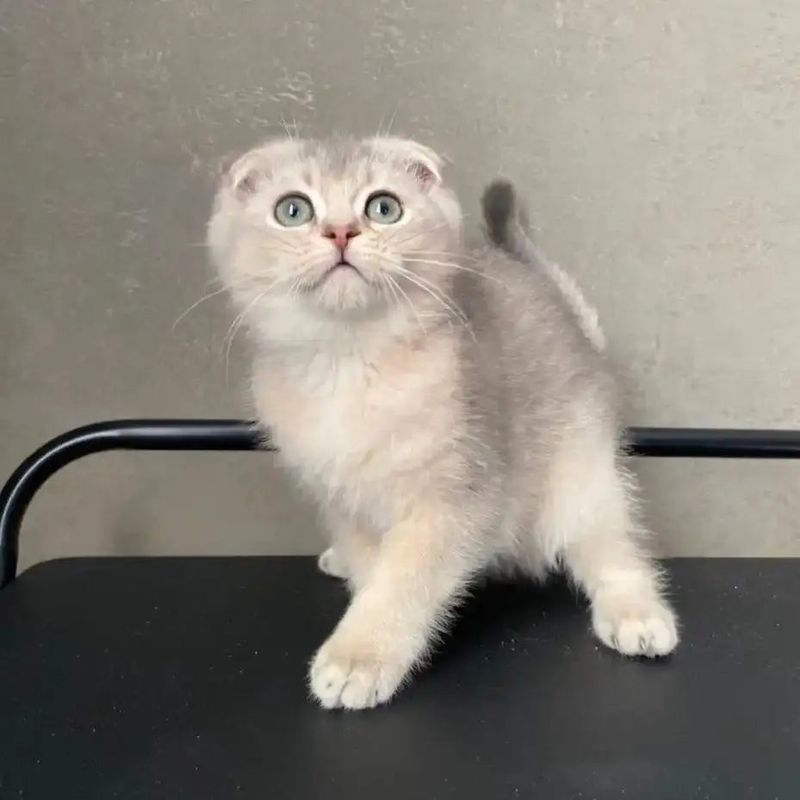 Pointed Scottish Fold