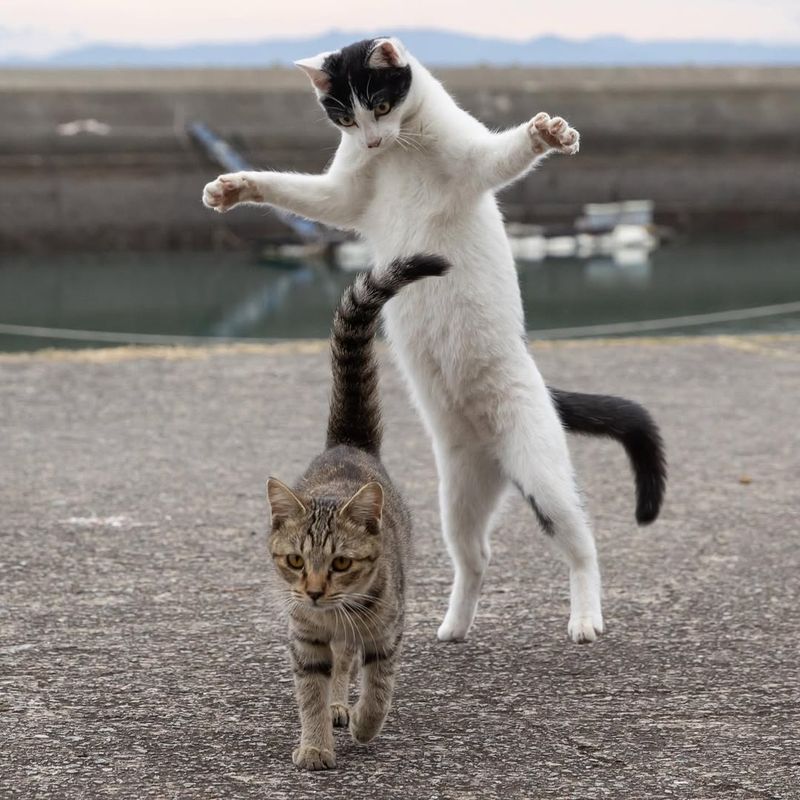 Potential for Fights with Other Cats