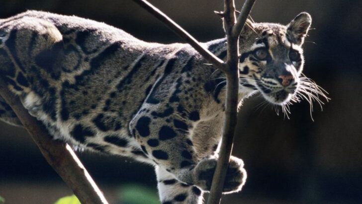 Prepare to Be Amazed! 15 Must-Know Facts About Clouded Leopards