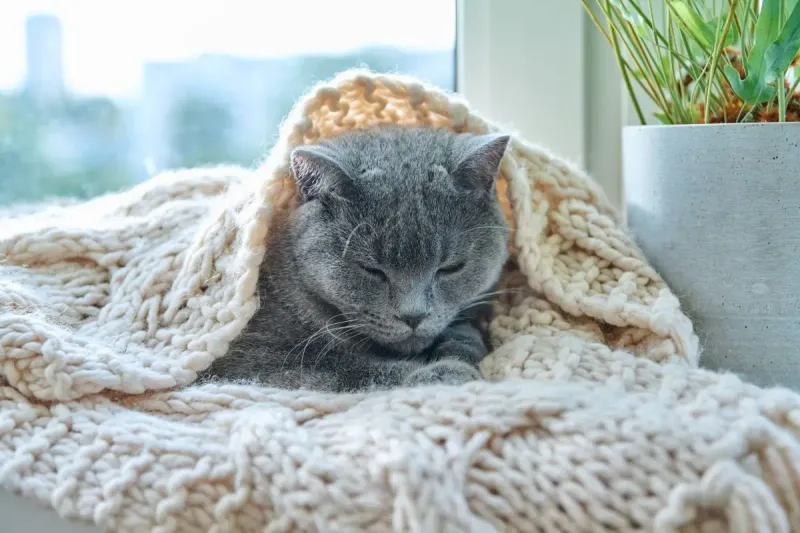 Preparing a Cozy Resting Spot