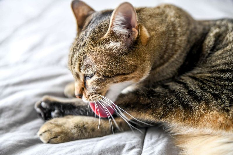 Privacy During Grooming