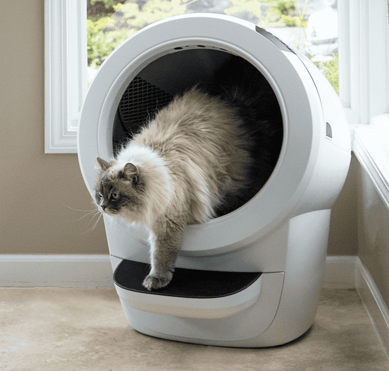 Proper Litter Box Training