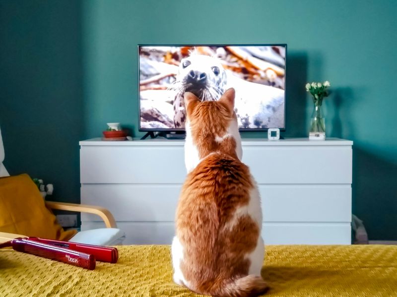 Provide Cat-Friendly Entertainment