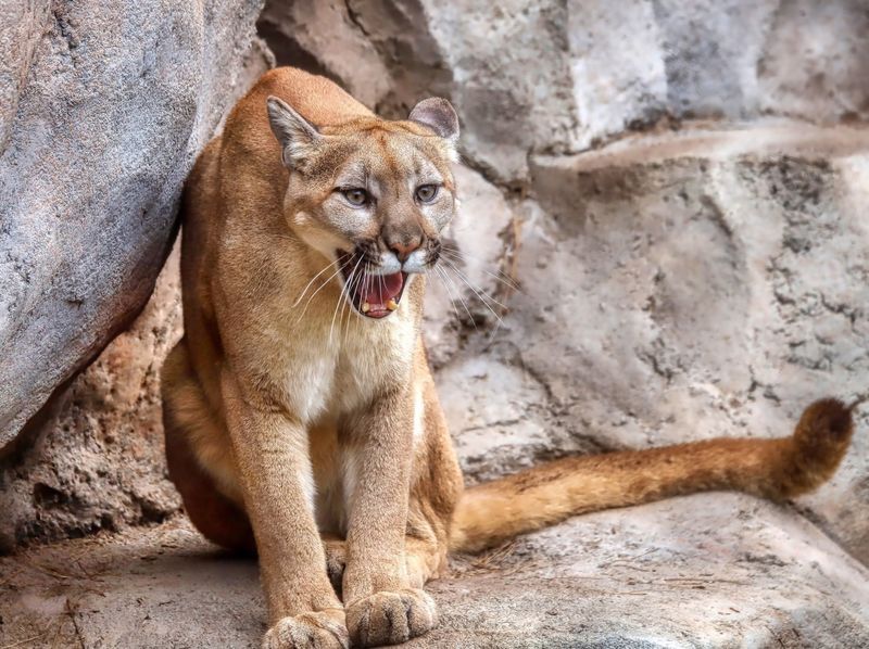 Puma (Cougar)