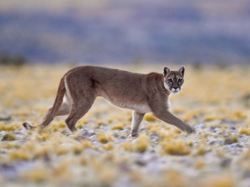 Pumas Have a Variety of Sounds