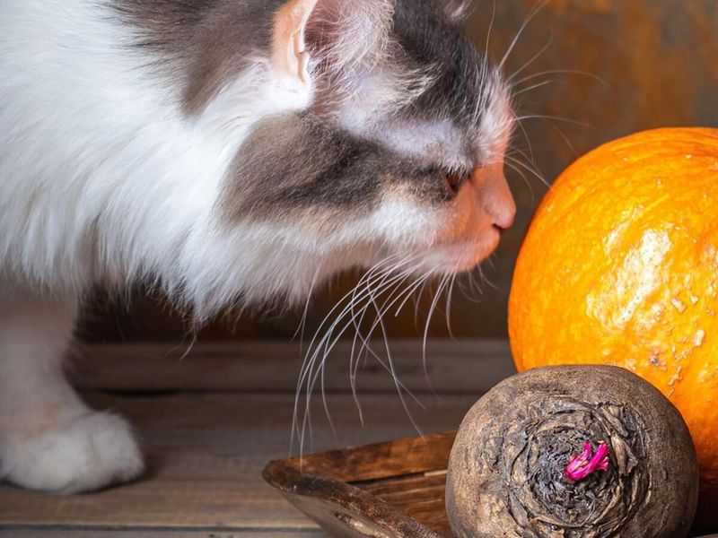 Pumpkin for Digestive Health