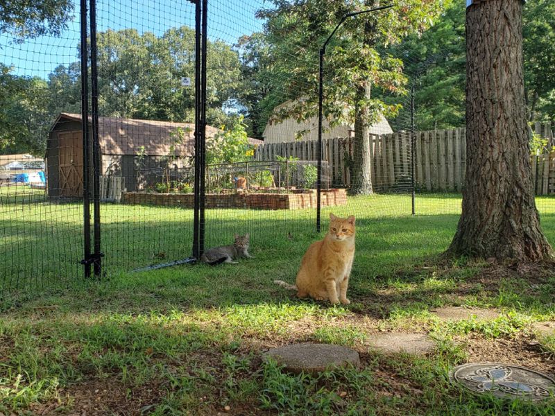 Quiet Residential Backyard