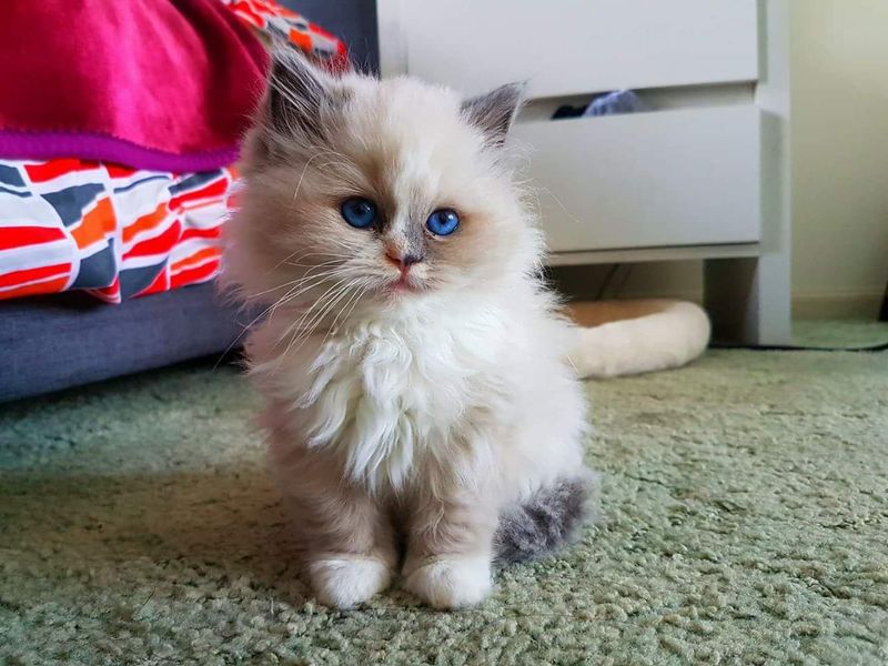 Ragdoll