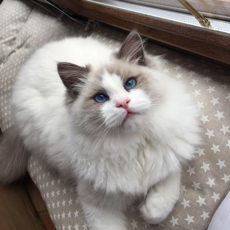 Ragdoll