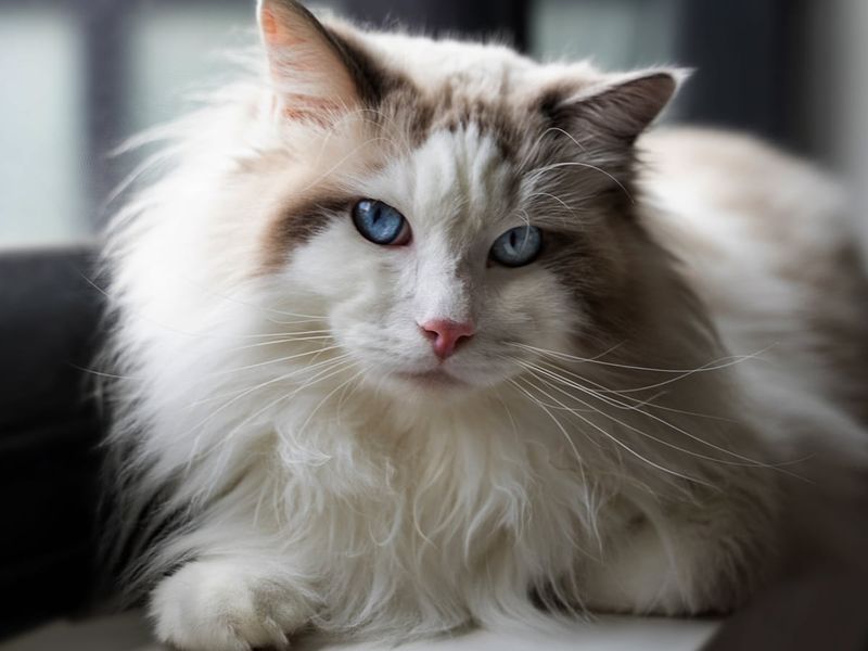 15 Cat Breeds That Prove Long Whiskers Are a True Beauty Trait