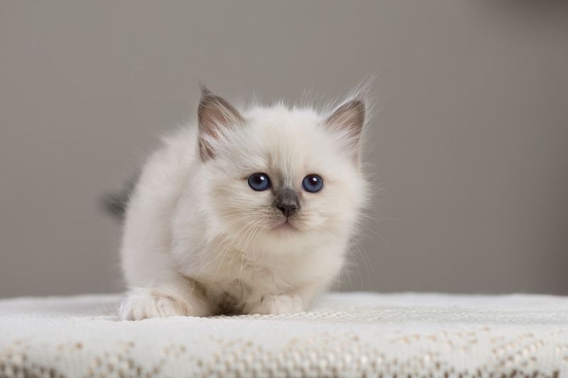 Ragdoll