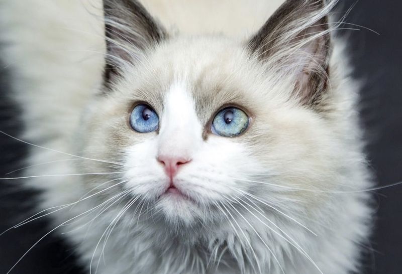 Ragdoll