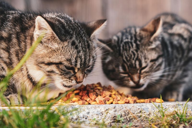 Raiding Pet Bowls