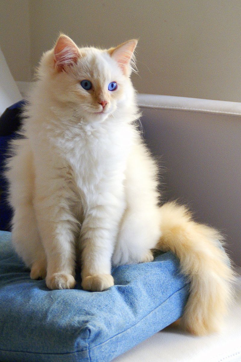 Red Ragdoll (Flame Ragdoll)