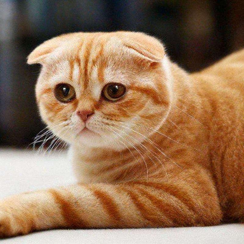 Red Scottish Fold