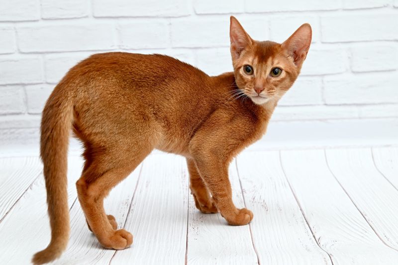 Red (Sorrel) Abyssinian