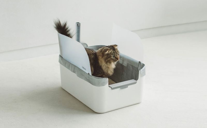 Regular Litter Box Cleaning