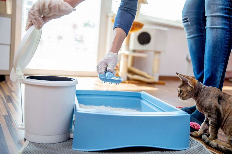 Regular Litter Box Cleaning