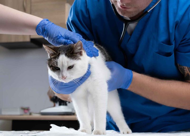 Regular Veterinary Visits