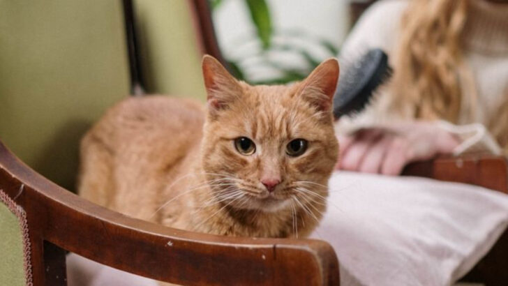 Rescue Cat Adoption: 15 Crucial Things to Keep in Mind