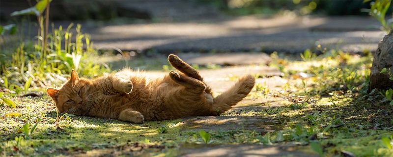 Rolling in the Dirt or Grass