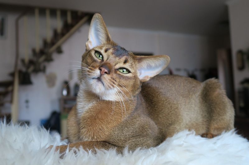 Ruddy (Usual) Abyssinian