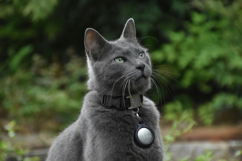 Russian Blue