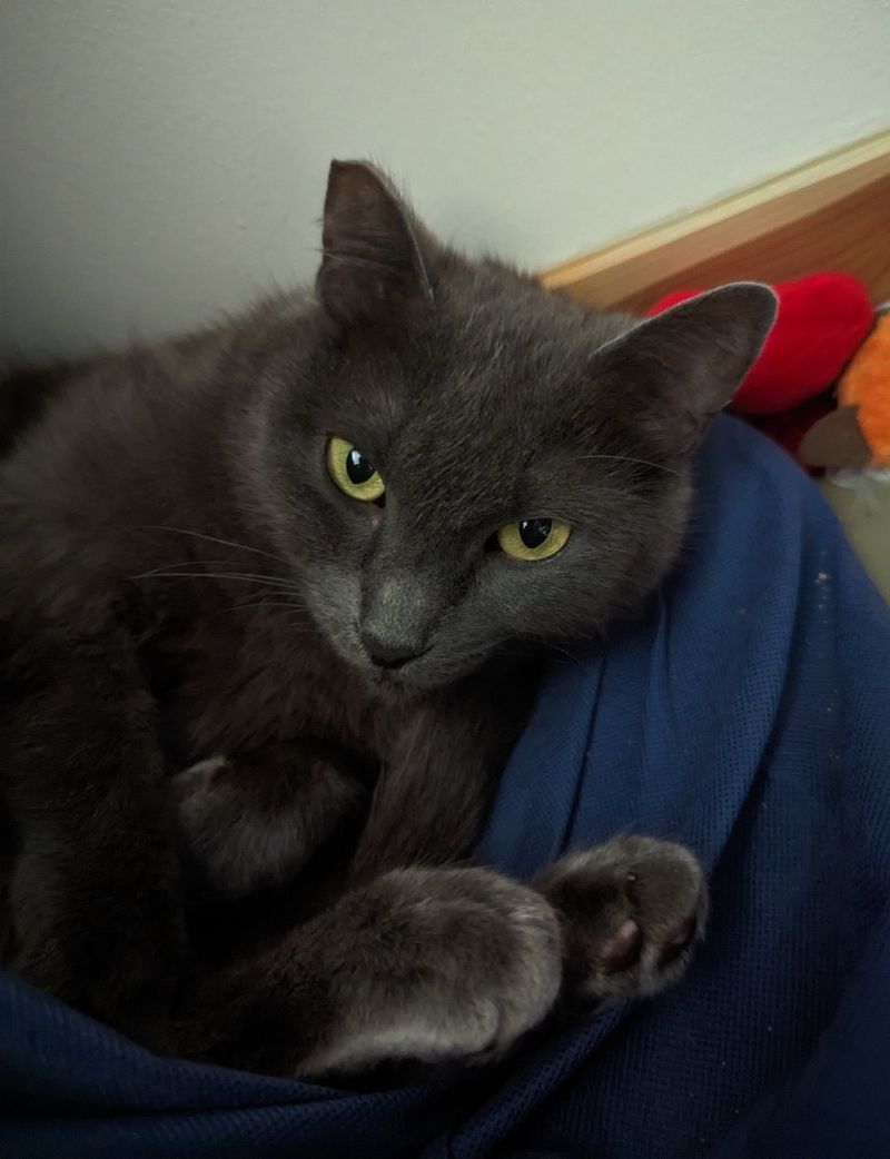 Russian Blue