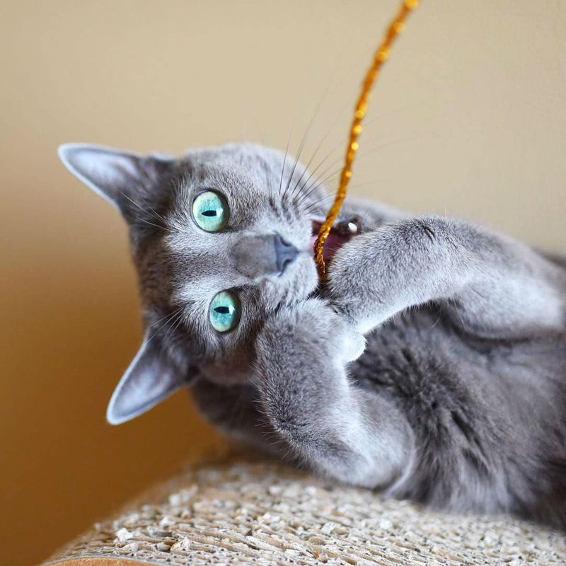 Russian Blue