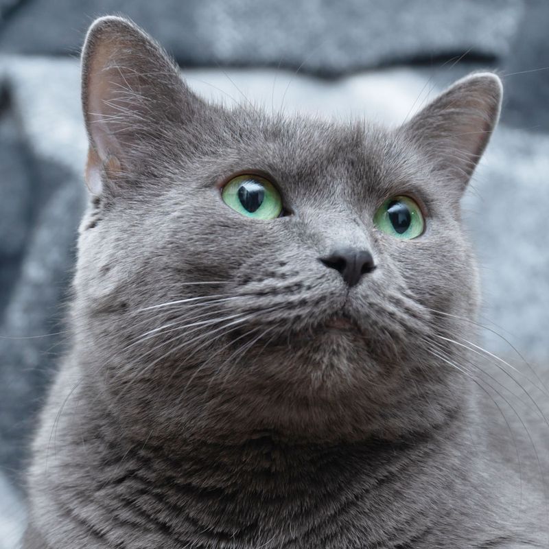 Russian Blue