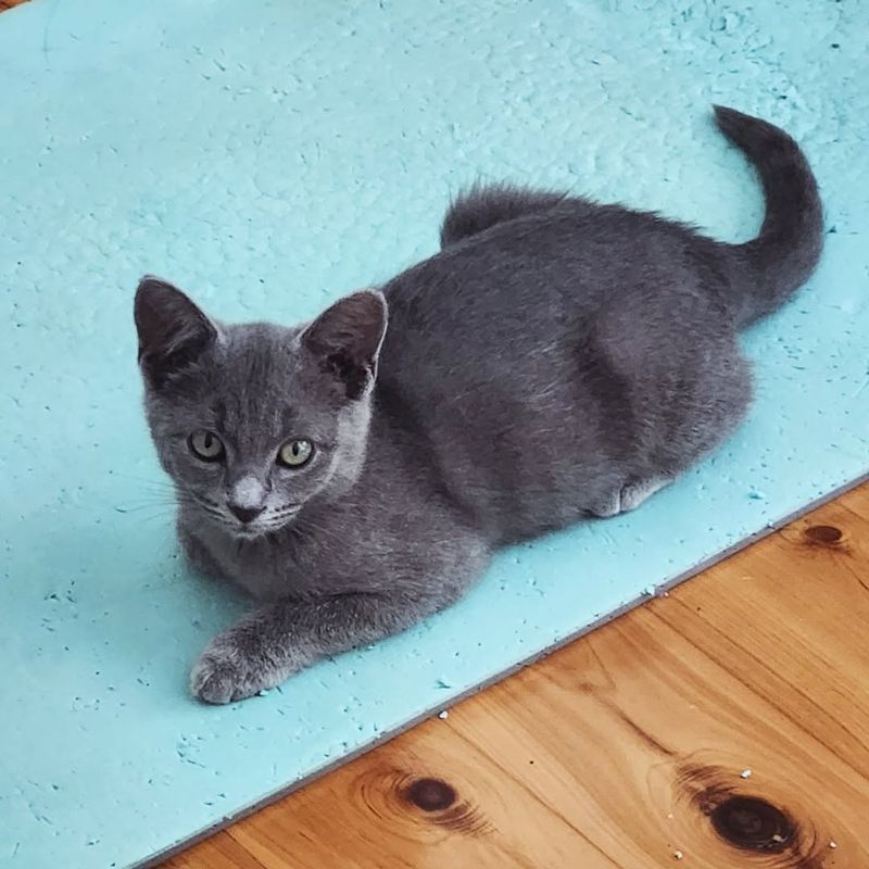 Russian Blue