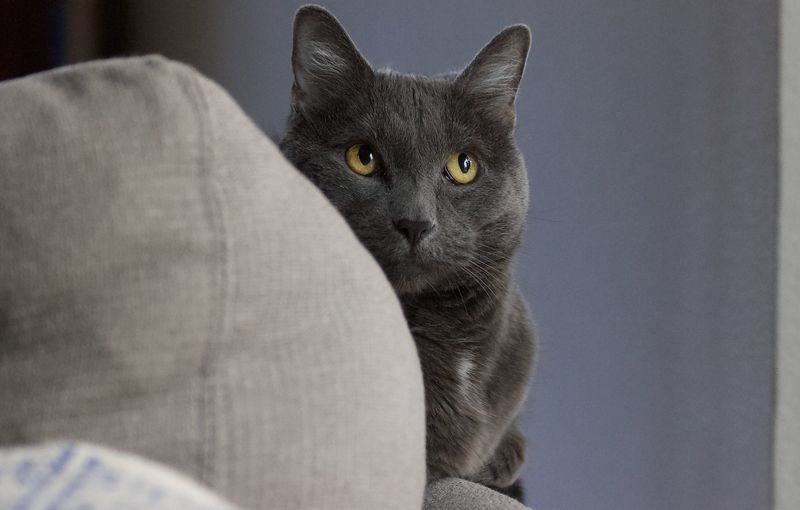 Russian Blue