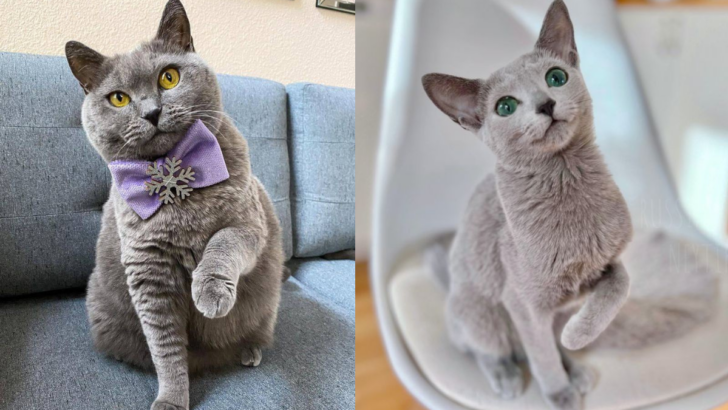 Russian Blue or Chartreux? 16 Surprising Differences Between the Breeds