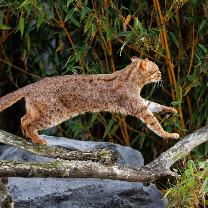 Rusty-Spotted Cat (Prionailurus rubiginosus)