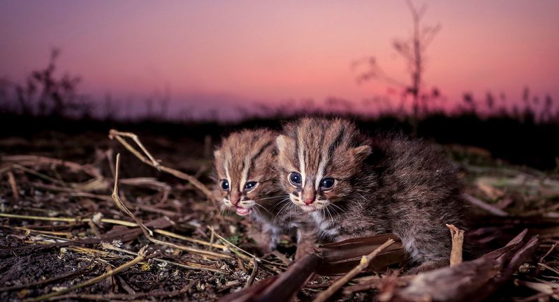 Rusty-Spotted Cat (Prionailurus rubiginosus)