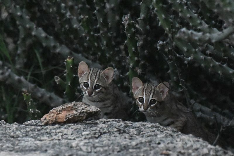 Rusty-Spotted Cat (Prionailurus rubiginosus) – India & Sri Lanka